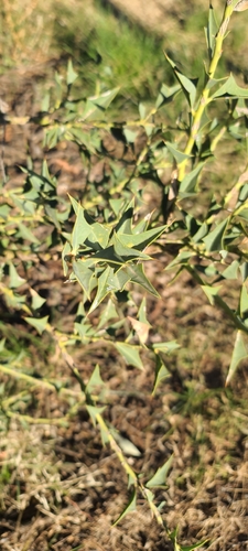 Jodina rhombifolia