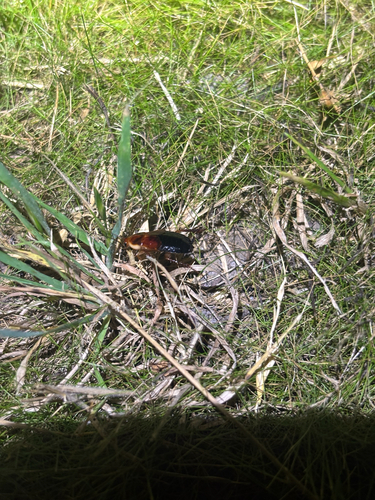Featured image for “American Cockroach”