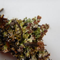 Cladonia cariosa