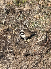 Charadrius vociferus