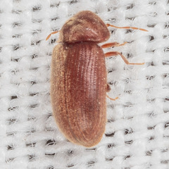 Stegobium