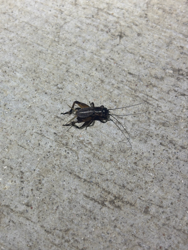 Featured image for “Crickets”