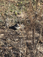 Charadrius vociferus