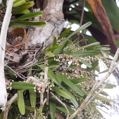 Scaphyglottis micrantha