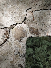 Willeya diffractella