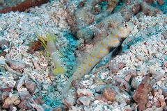 Amblyeleotris guttata