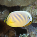 Redfin Butterflyfish - Photo (c) terence zahner, some rights reserved (CC BY-NC)
