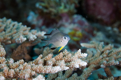 Amblyglyphidodon leucogaster