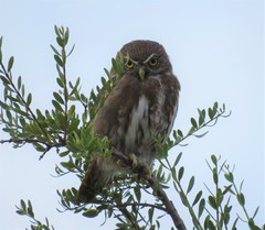 Glaucidium nana