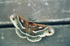 Hyalophora columbia