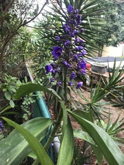 Dichorisandra thyrsiflora