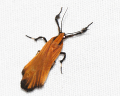 Lycomorphodes sordida