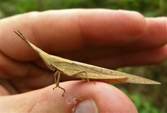 Atractomorpha psittacina