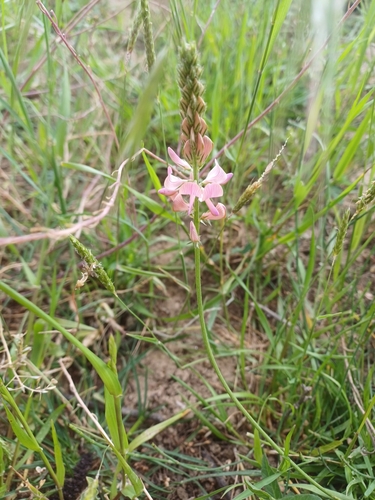 Sainfoin