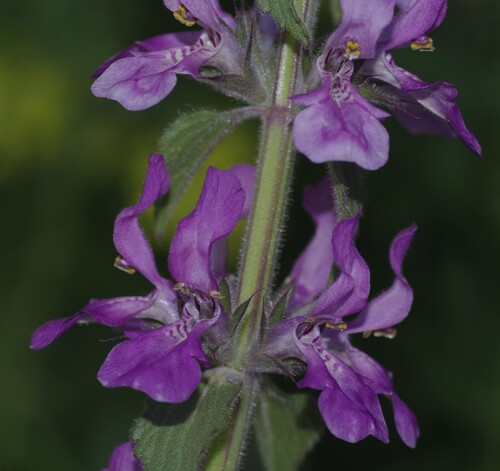 Stachys duriaei