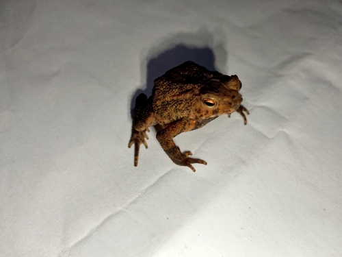 Ingerophrynus biporcatus