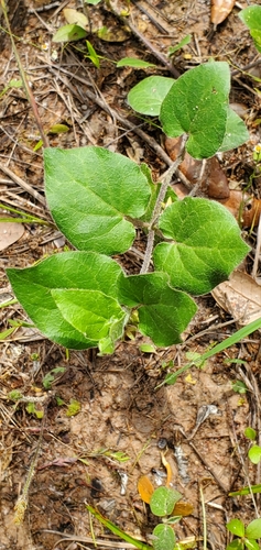 Image of Matelea cynanchoides by (c) Ayla, some rights reserved (CC BY)