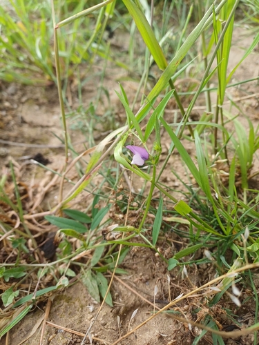 bithynian vetch