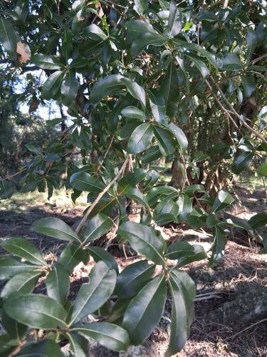 Cordia americana