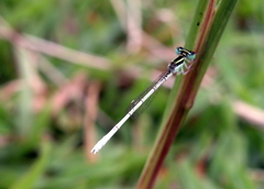 Agriocnemis lacteola
