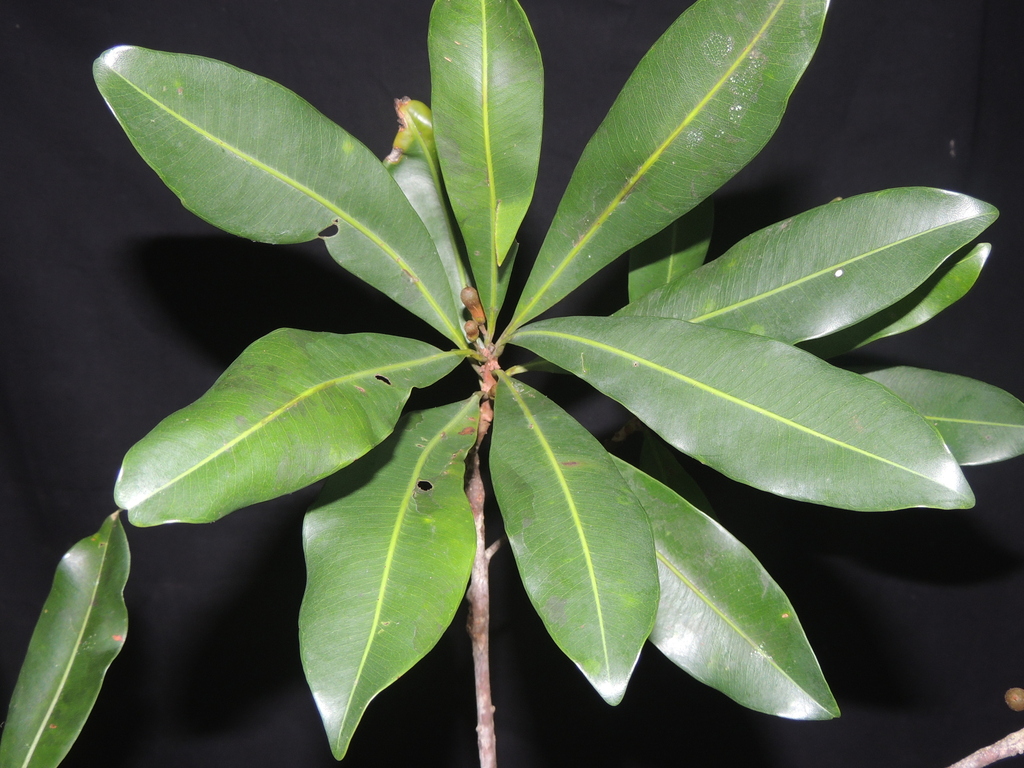 Pouteria gomphiifolia