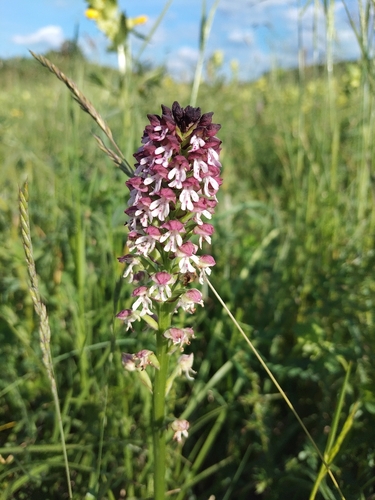 Burnt-tip Orchid