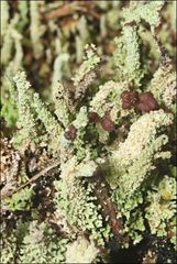 Cladonia ramulosa
