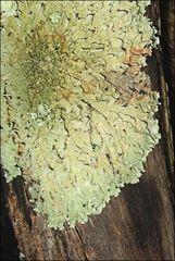 Flavoparmelia rutidota