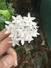 Pentas