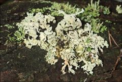 Hypogymnia subphysodes