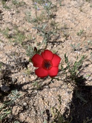 Linum grandiflorum