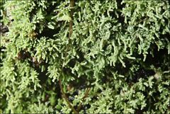 Neophyllis melacarpa