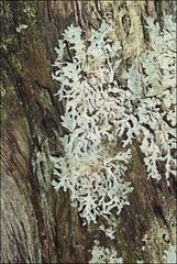 Hypogymnia subphysodes