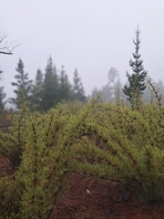 Chusquea cumingii, photograph (c) Álvaro Ibaceta R., some rights reserved (CC BY)