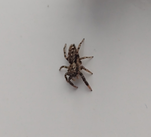 Fencepost jumping spider