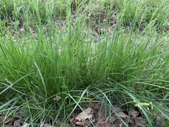 Carex bromoides