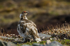 Lagopus muta hyperborea