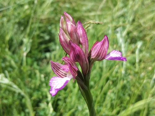 Pink-butterfly Orchid