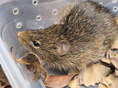 Toltec Cotton Rat
