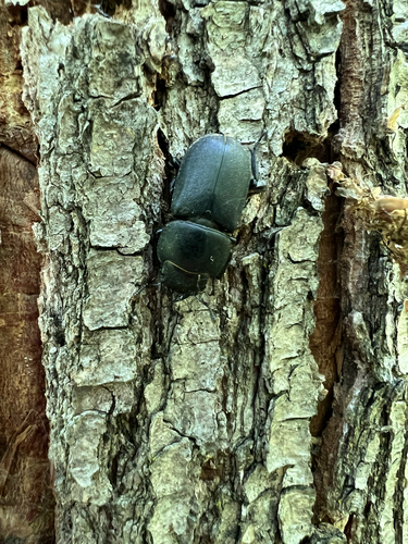 Lesser Stag Beetle
