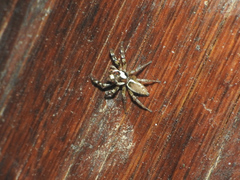 Chira gounellei