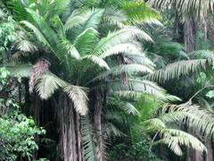 Phytelephas tenuicaulis