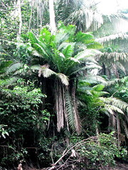 Phytelephas tenuicaulis