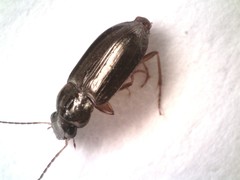 Selenophorus