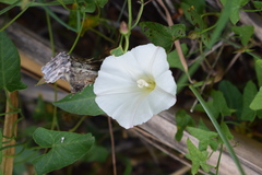 Calystegia purpurata