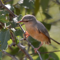 Sylvietta rufescens pallida