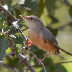 Sylvietta rufescens pallida