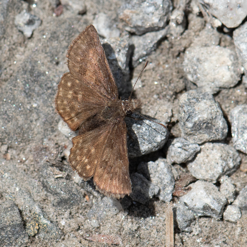 Dreamy Duskywing photo 5