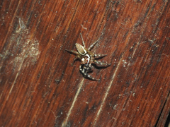 Chira gounellei