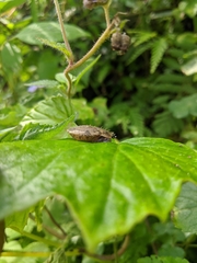 Aegista
